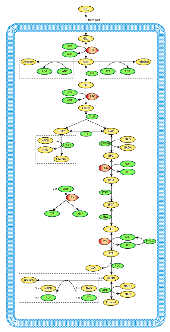 Working Teusink et al. 2000 Glycolysis Model