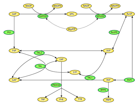 Pentose phosphate pathway