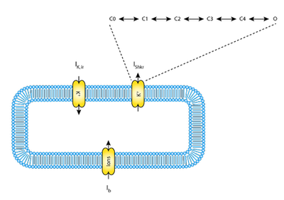Sachse fibroblast model