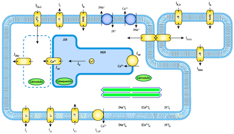 Sachse myocyte fibroblast model