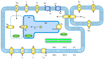 Sachse myocyte fibroblast model