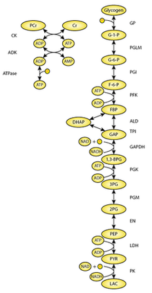 Glycolysis