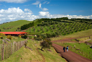 Waiheke olive grove